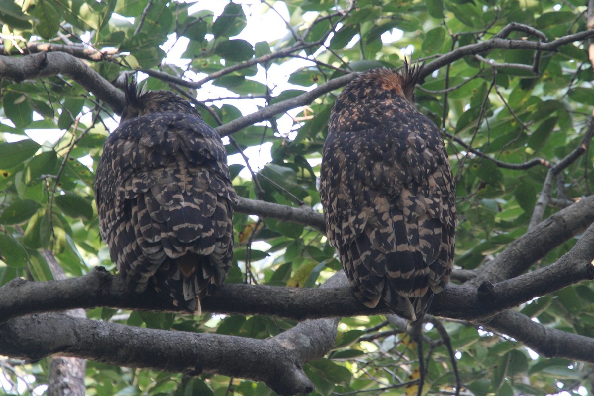 Hontz arrantzale gorrizta - ML645079130