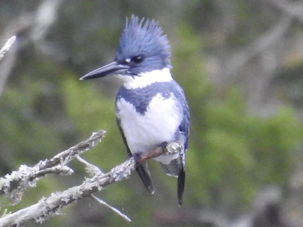 שלדג אמריקני - ML645079134