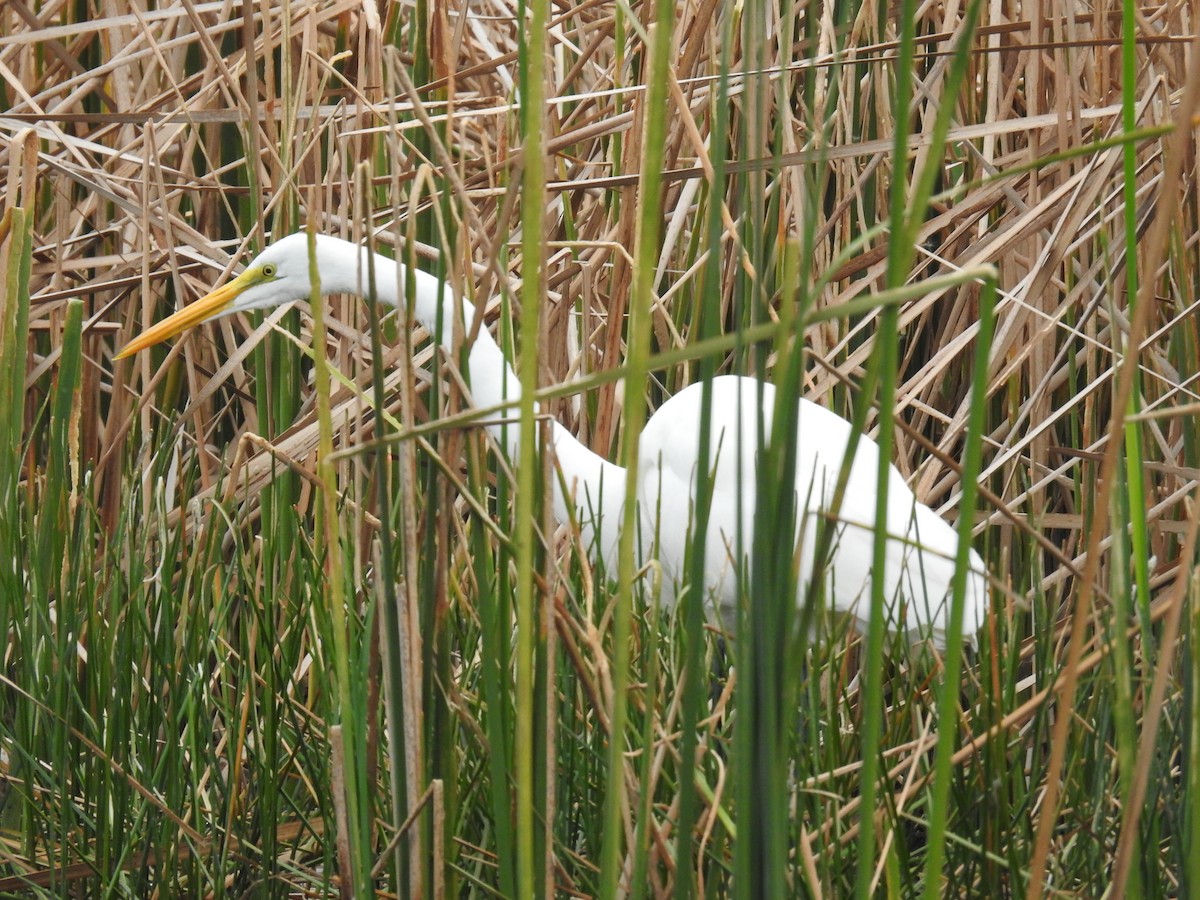 Great Egret - ML645079140