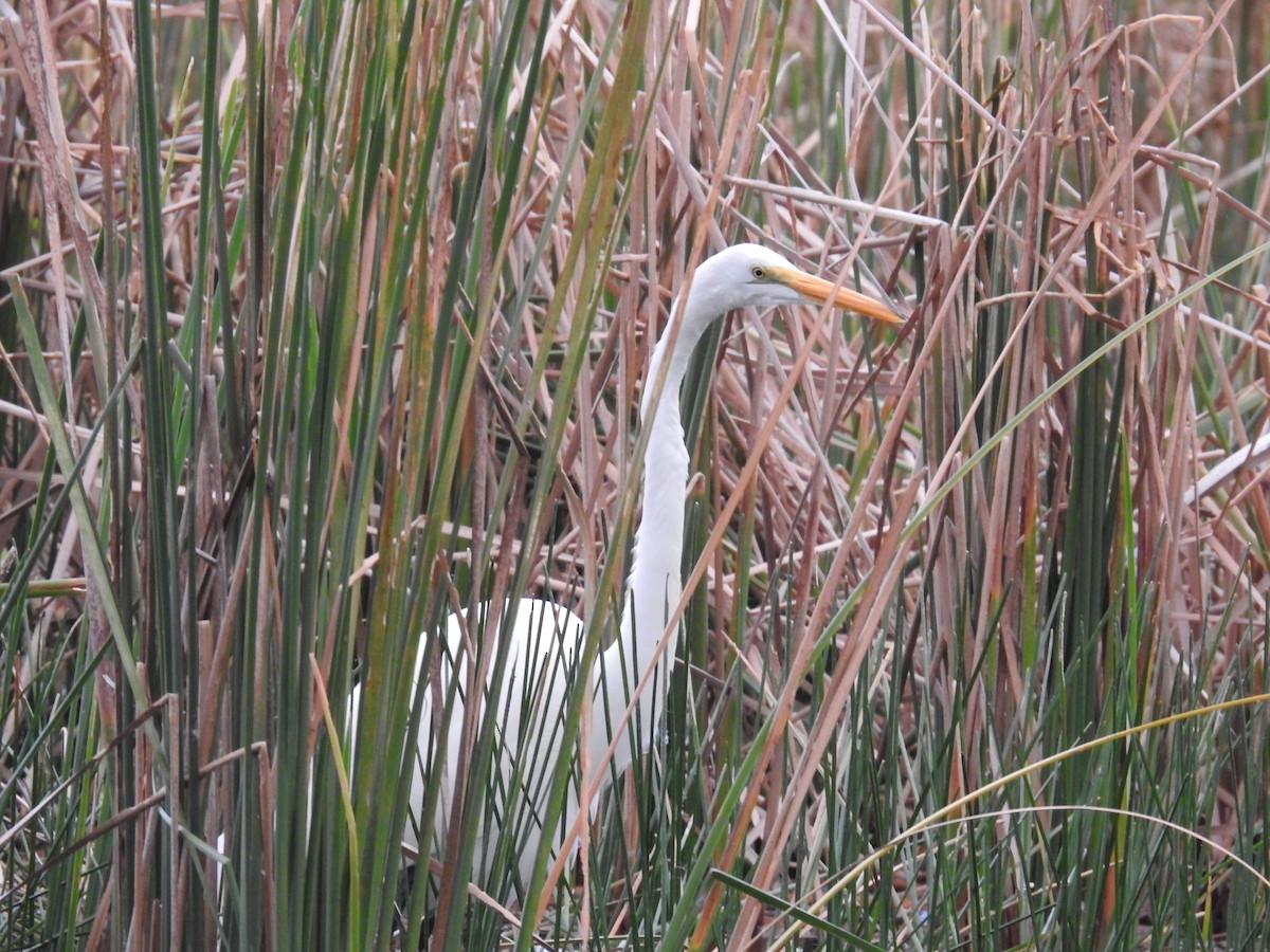 Great Egret - ML645079150