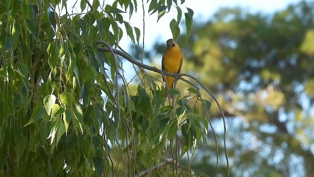 Kırmızı Piranga - ML645079152