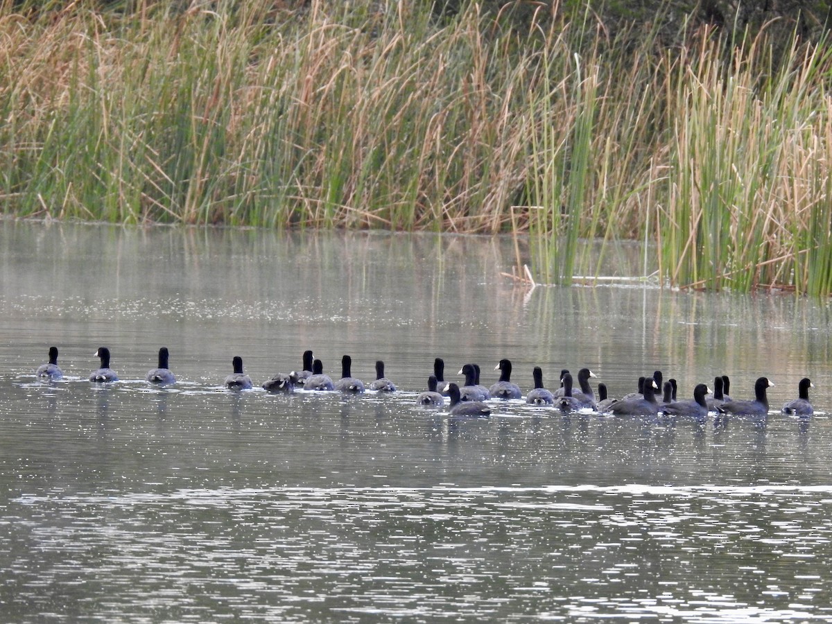 lyska americká - ML645079158