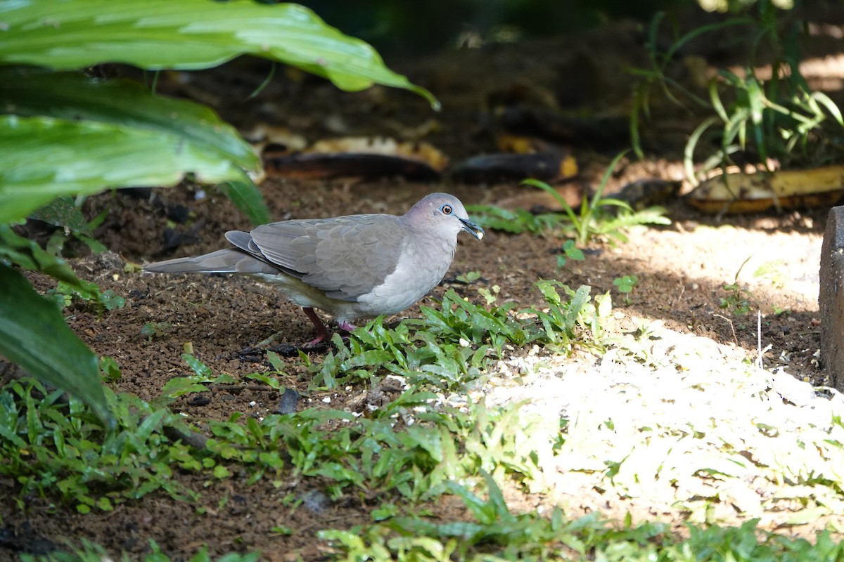 White-tipped Dove - ML645079170