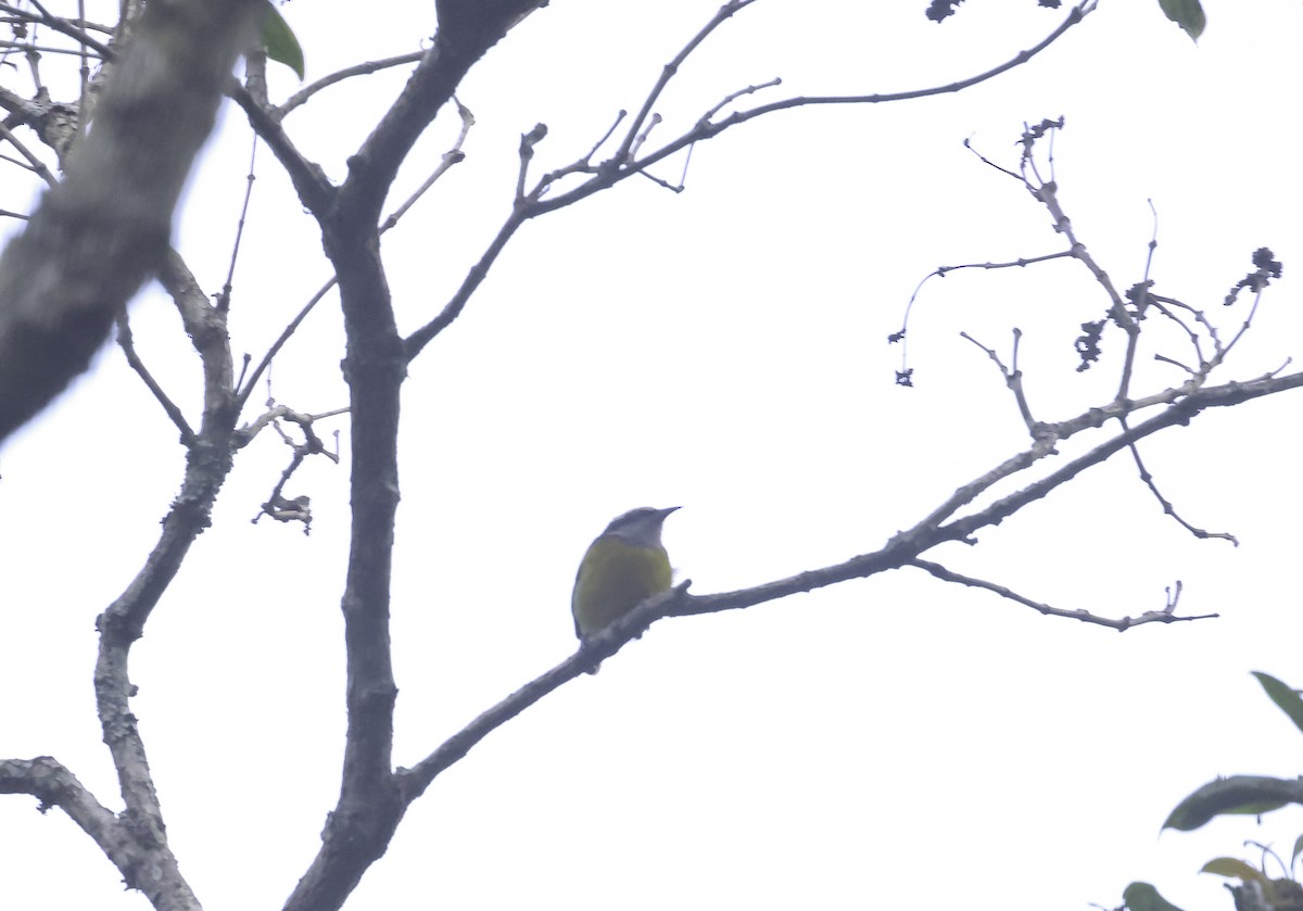 Sucrier à ventre jaune (groupe luteola) - ML645079177