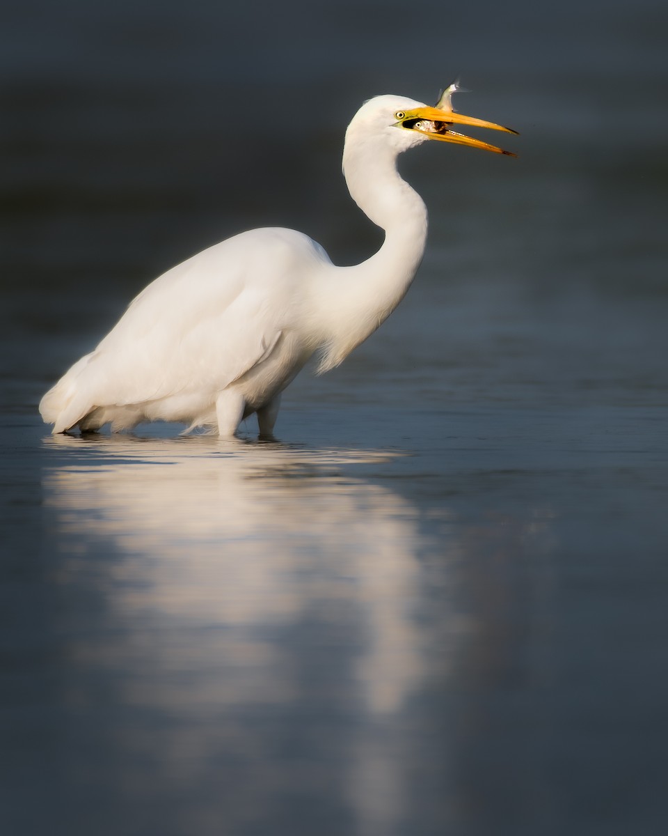 Great Egret - ML645079192
