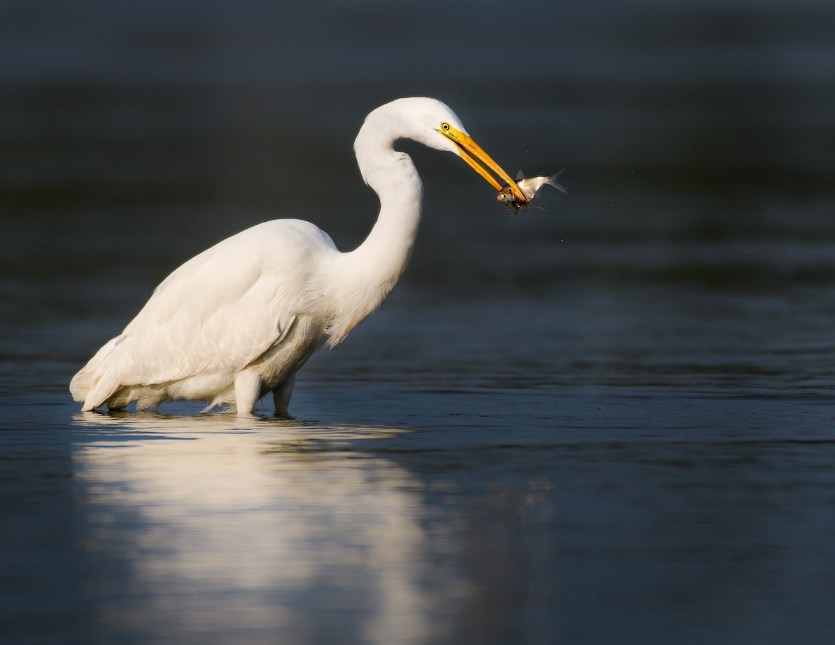 Great Egret - ML645079193