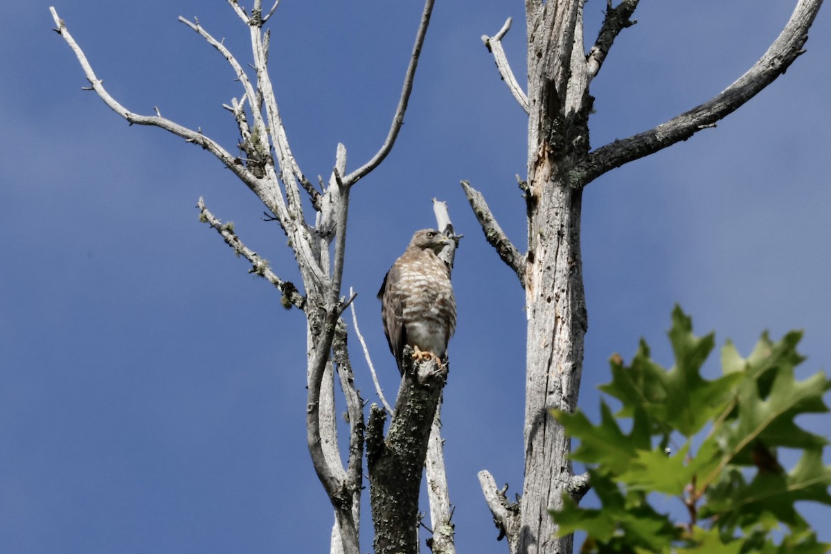 káně širokokřídlá - ML645079195