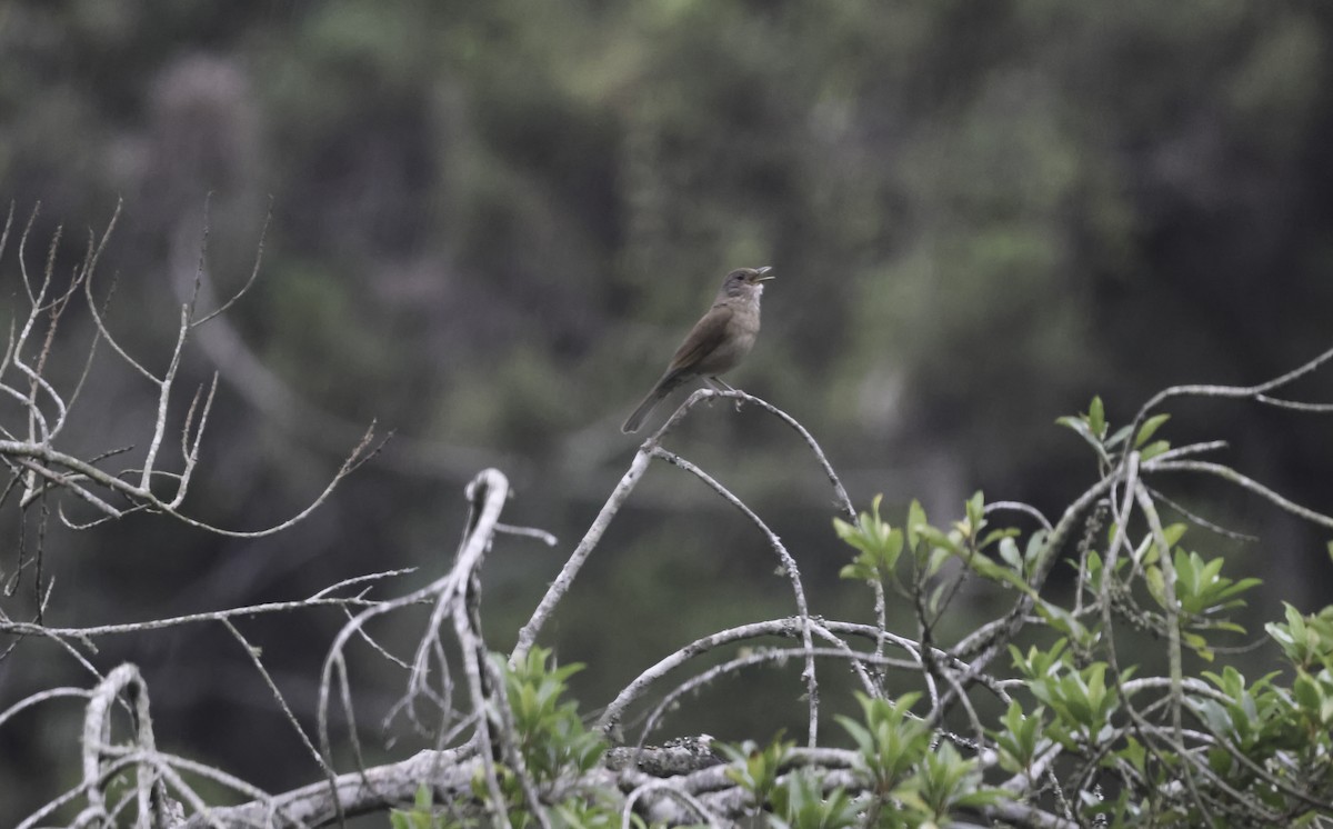 Pale-breasted Thrush - ML645079197