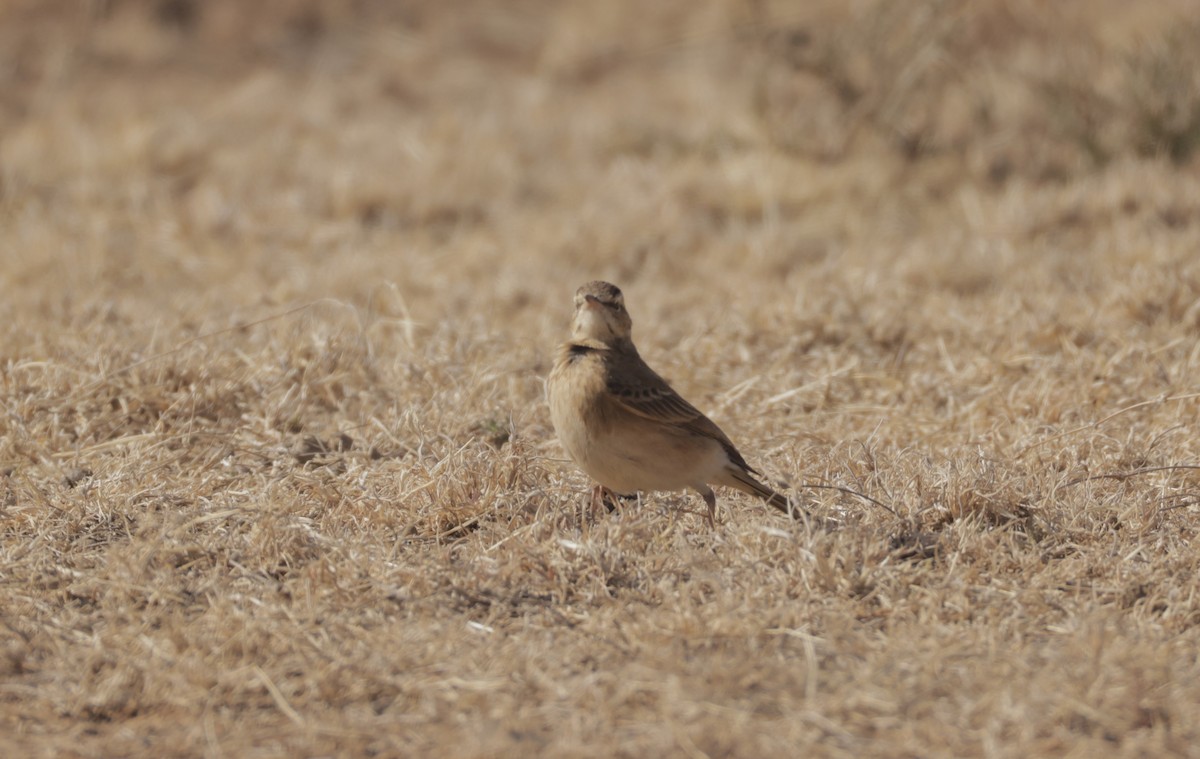 Buffy Pipit - ML645079198