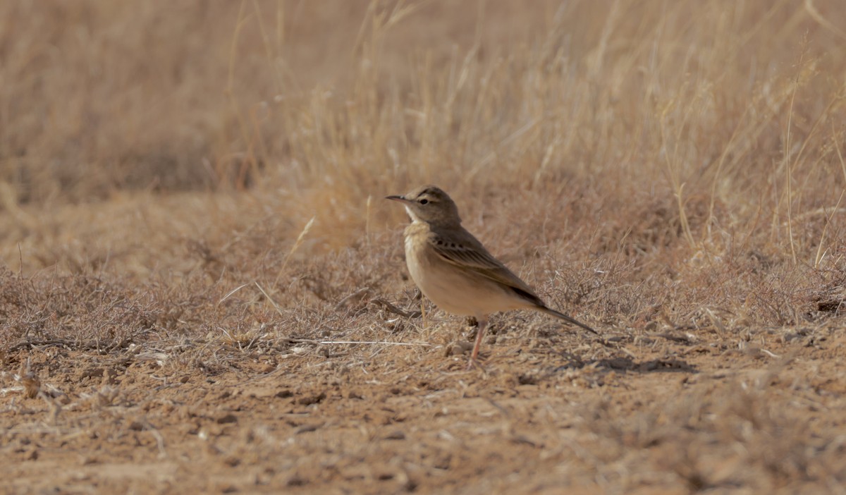 Buffy Pipit - ML645079199