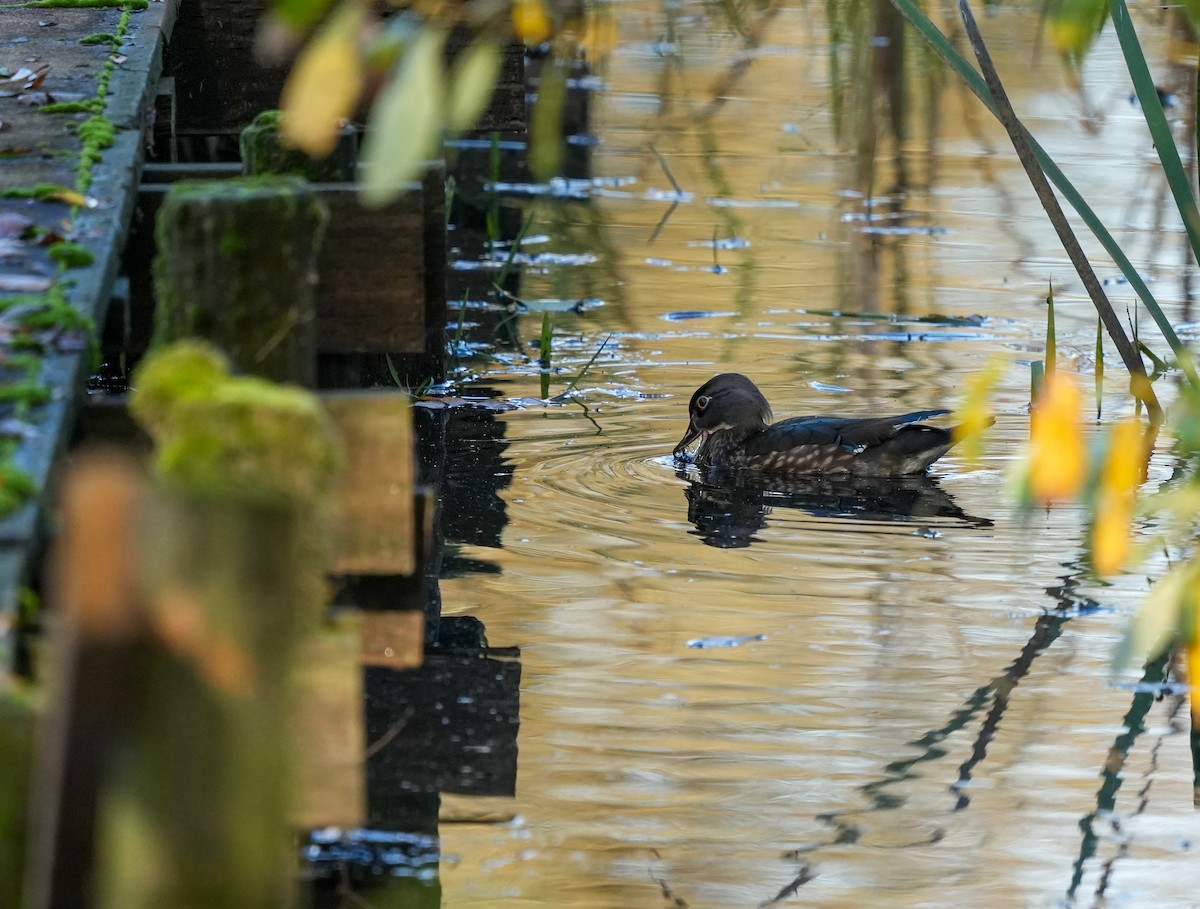 Wood Duck - ML645079216