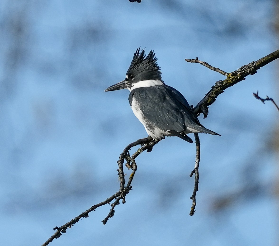 שלדג אמריקני - ML645079225