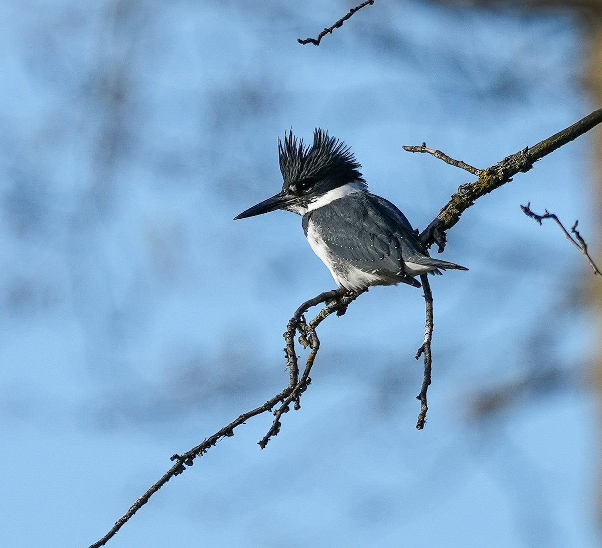 שלדג אמריקני - ML645079226