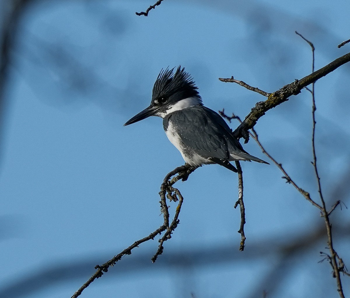 שלדג אמריקני - ML645079227