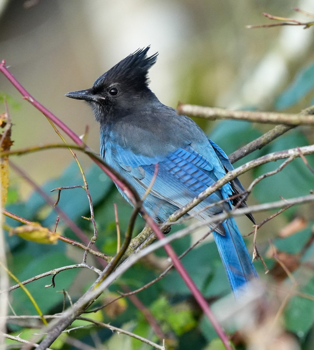 Стеллерова сойка - ML645079242