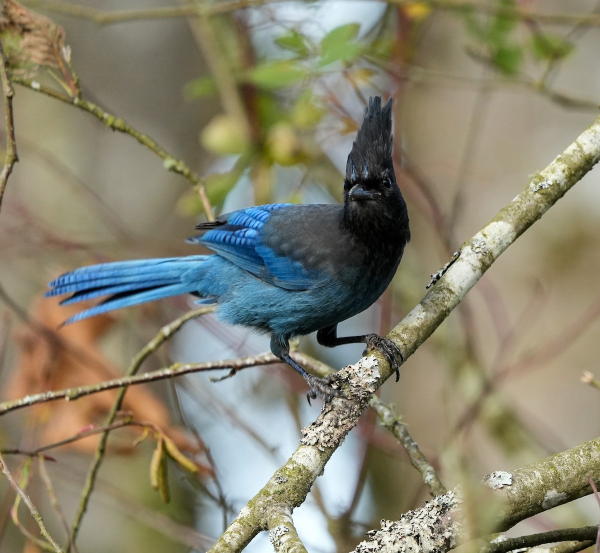 Стеллерова сойка - ML645079243