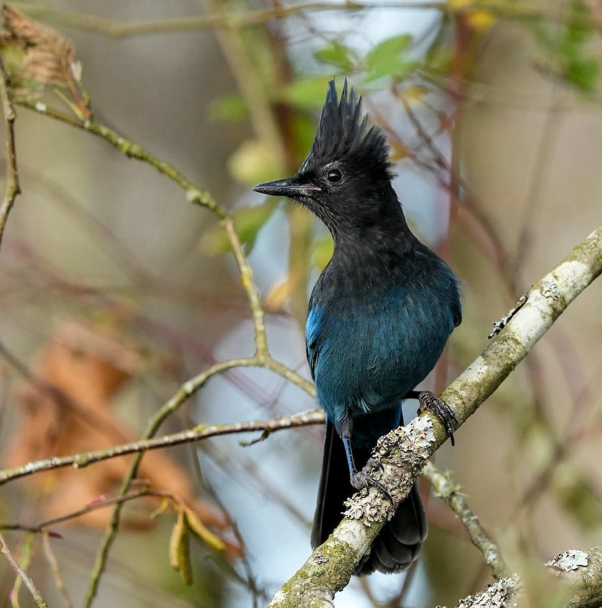 Стеллерова сойка - ML645079244