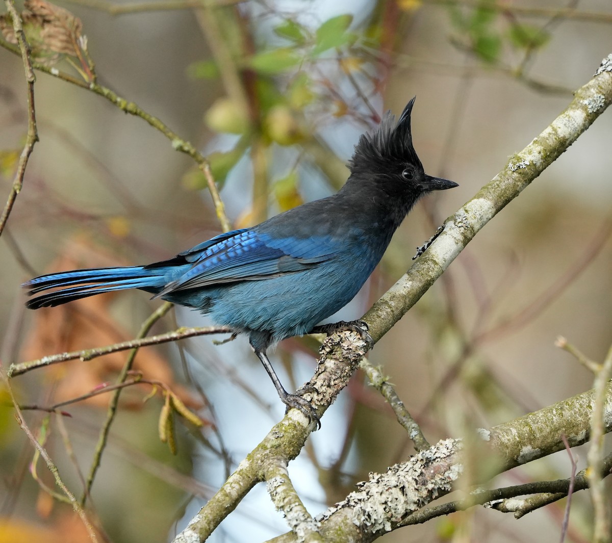 Стеллерова сойка - ML645079245