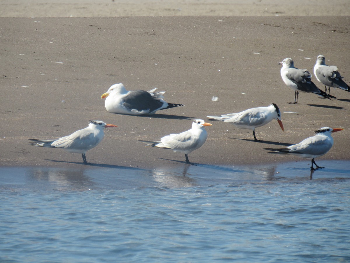 Royal Tern - ML645079247