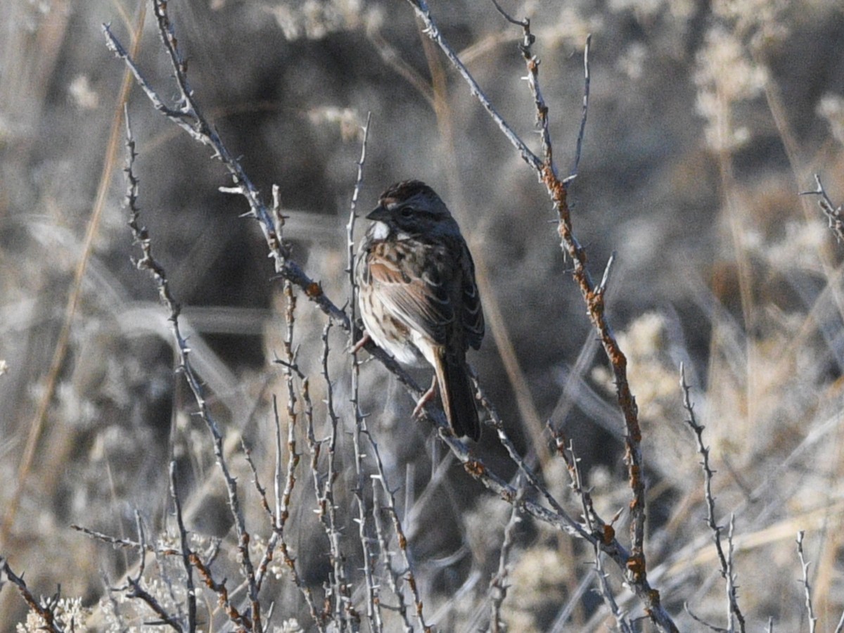 Song Sparrow - ML645079265