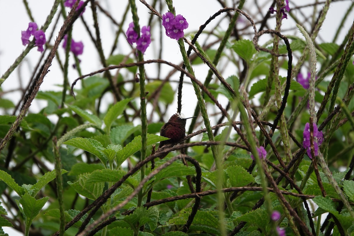 Snowcap - ML645079282