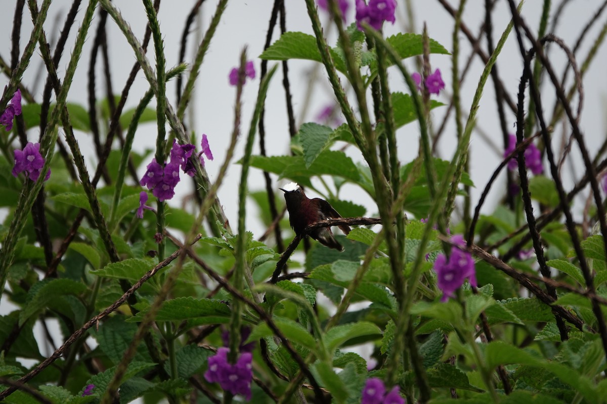 Snowcap - ML645079283