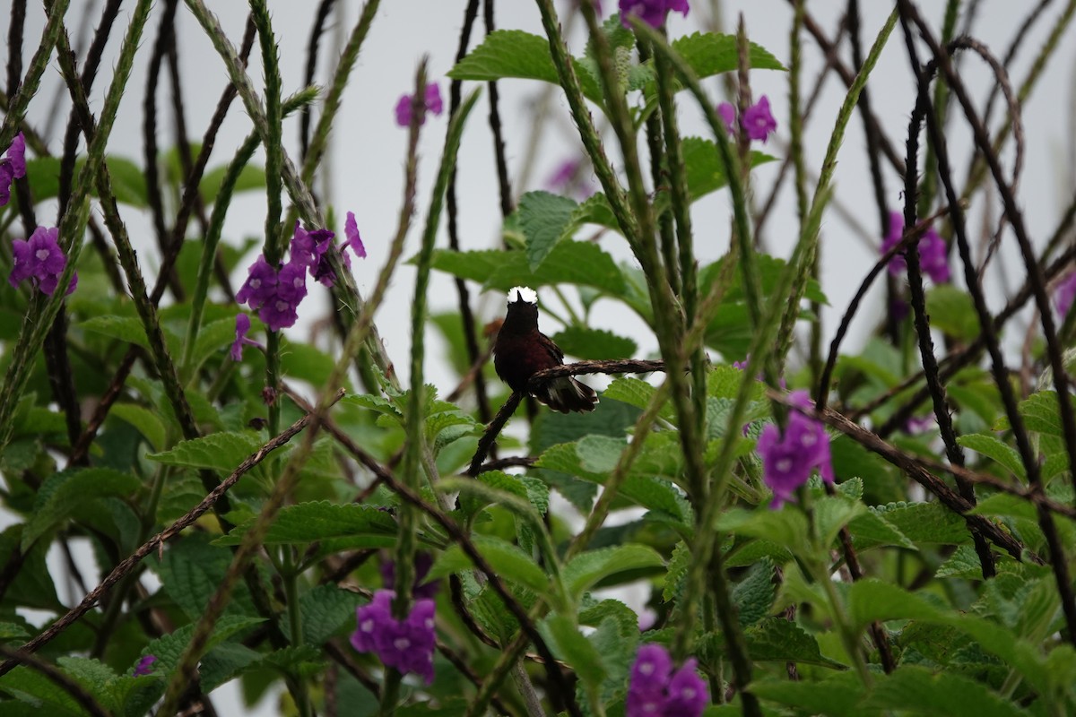 Snowcap - ML645079284