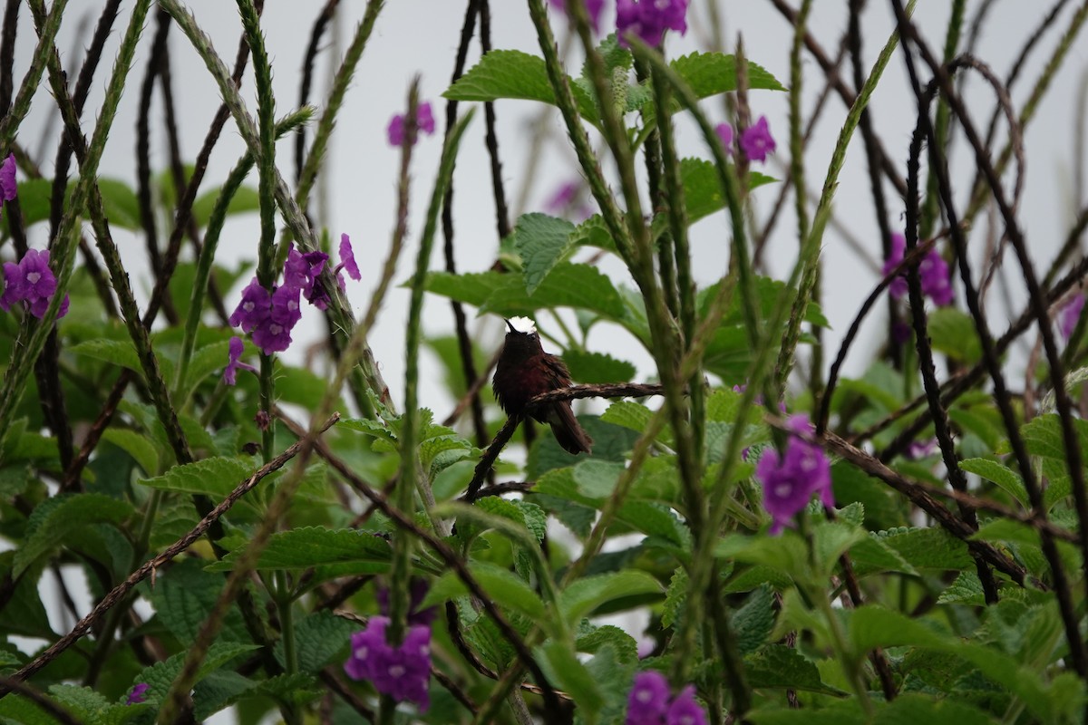 Snowcap - ML645079285