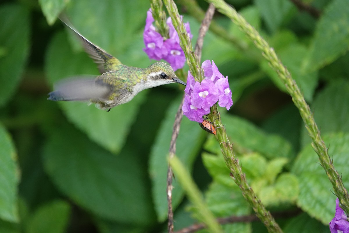 Snowcap - ML645079287