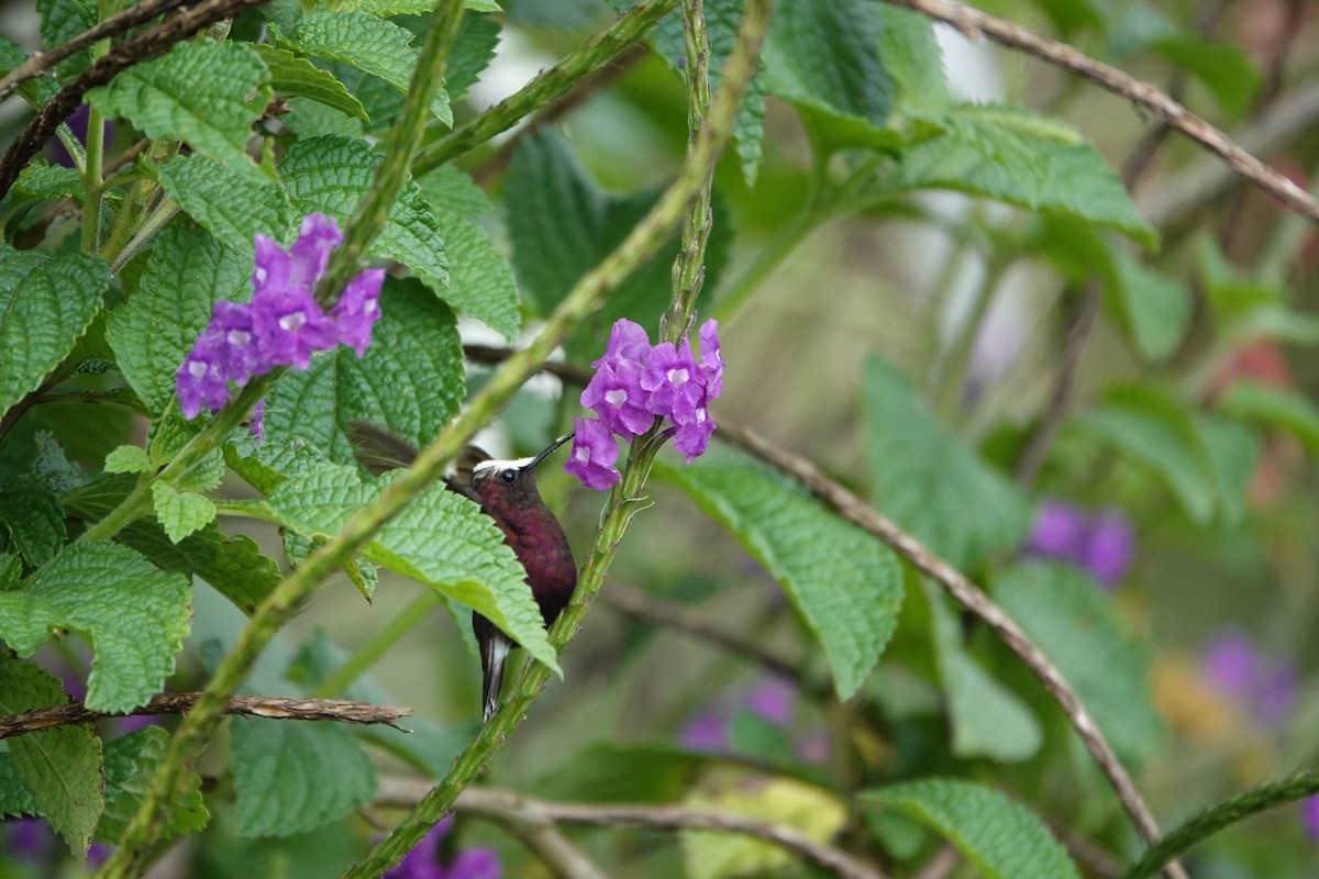 Snowcap - ML645079289