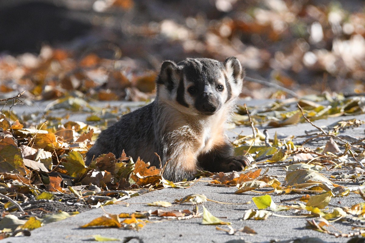 American Badger - ML645079291