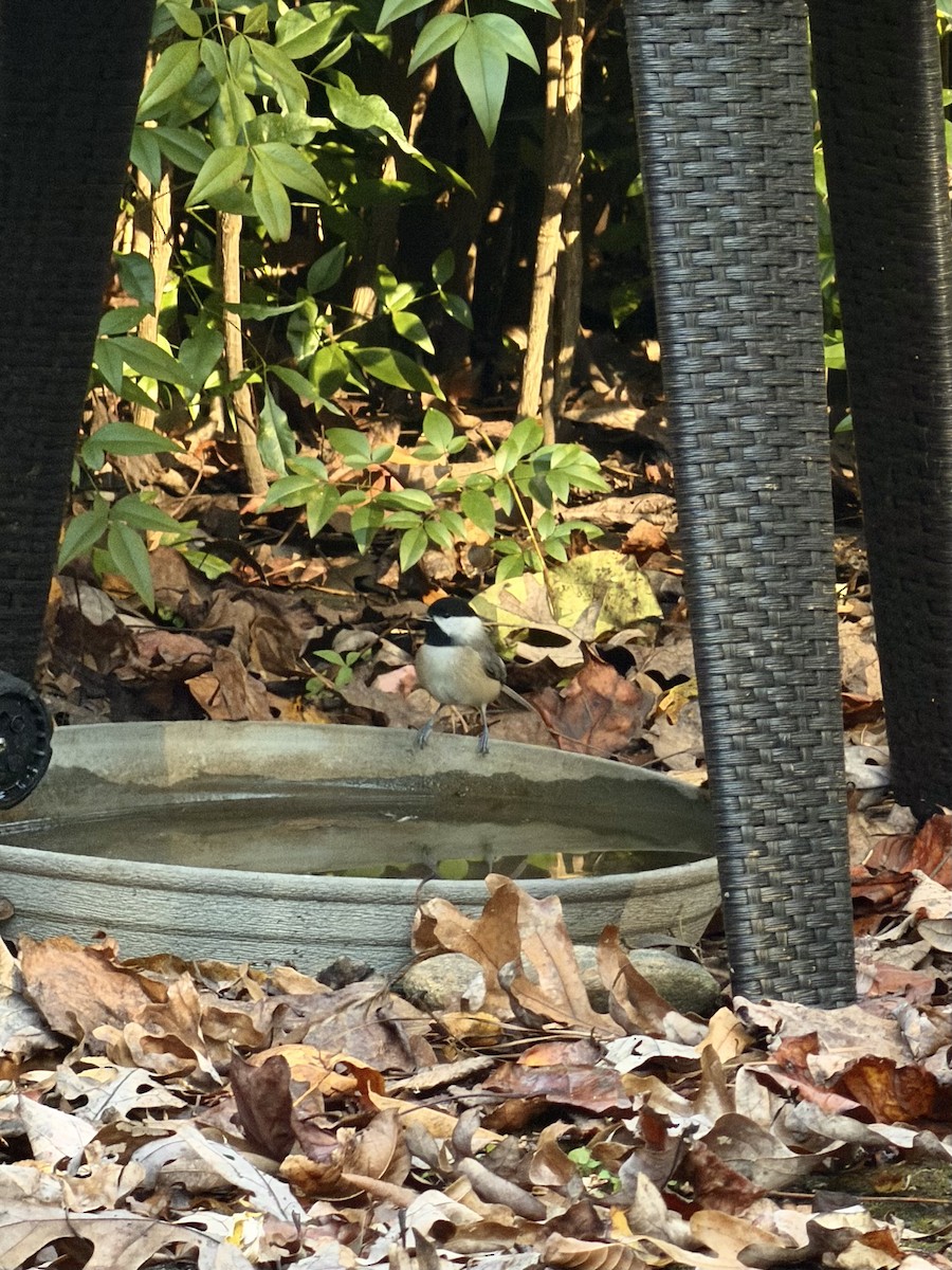 Каролинская гаичка - ML645079293