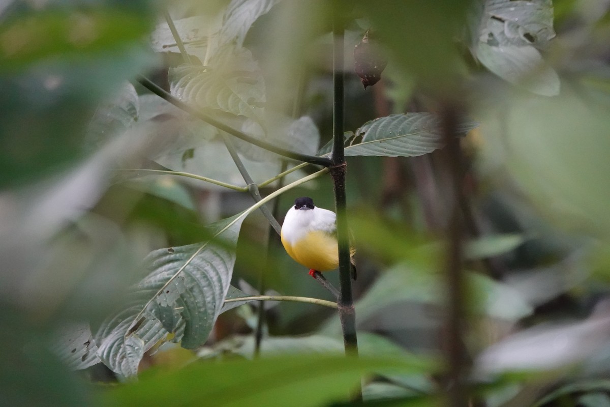 Ak Boyunlu Manakin - ML645079301