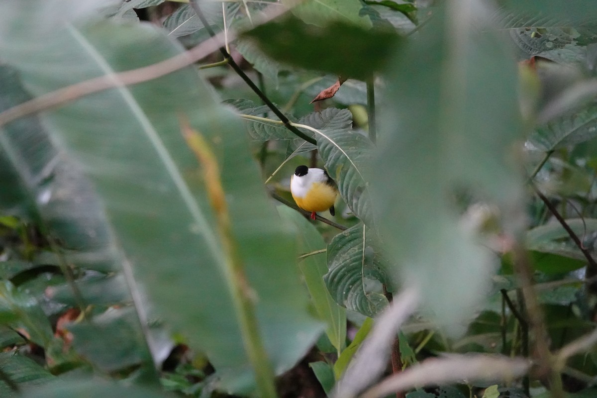 Ak Boyunlu Manakin - ML645079302