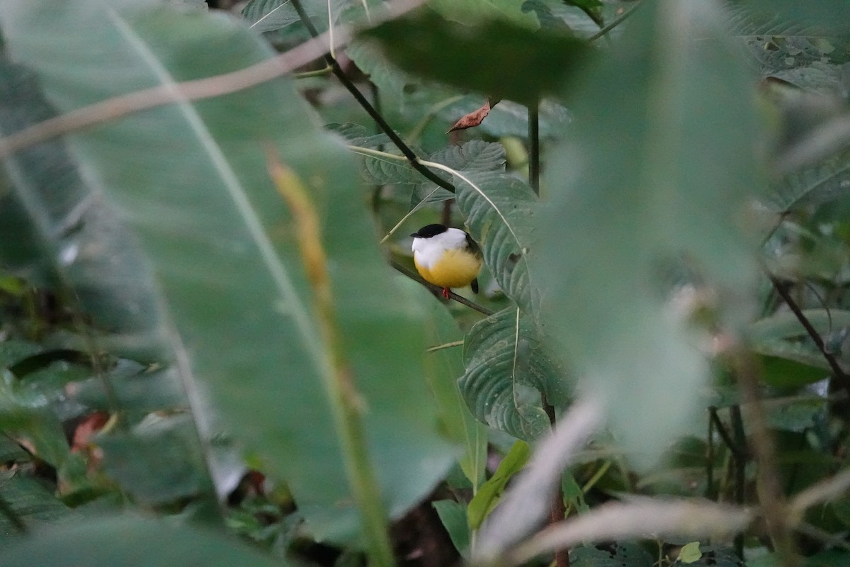 Ak Boyunlu Manakin - ML645079303