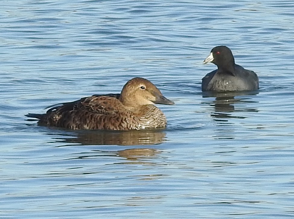 King Eider - ML645079314