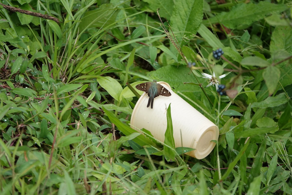 Insects - ML645079320