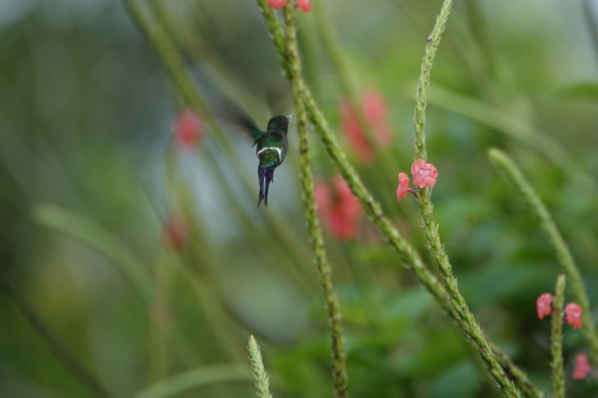Green Thorntail - ML645079344