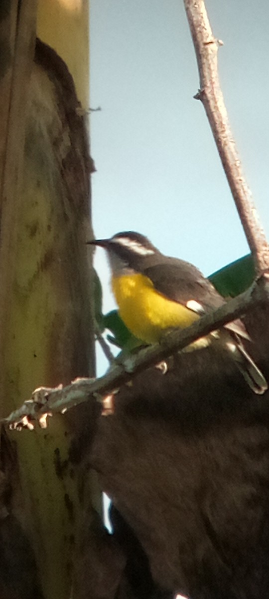 Sucrier à ventre jaune - ML645079345