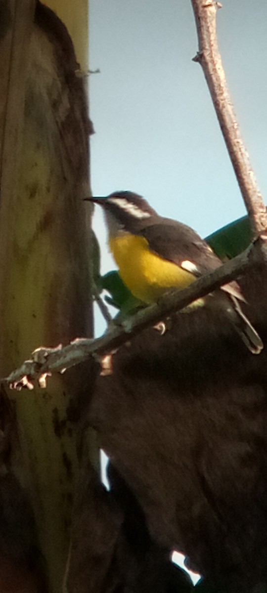 Sucrier à ventre jaune - ML645079346
