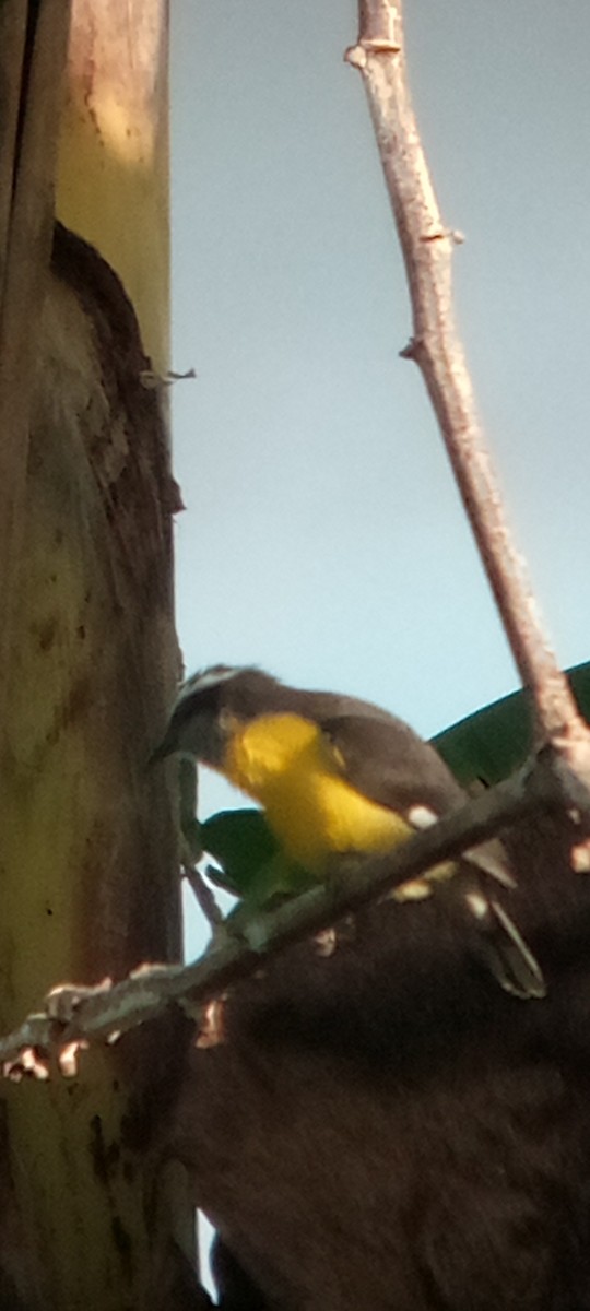 Sucrier à ventre jaune - ML645079347