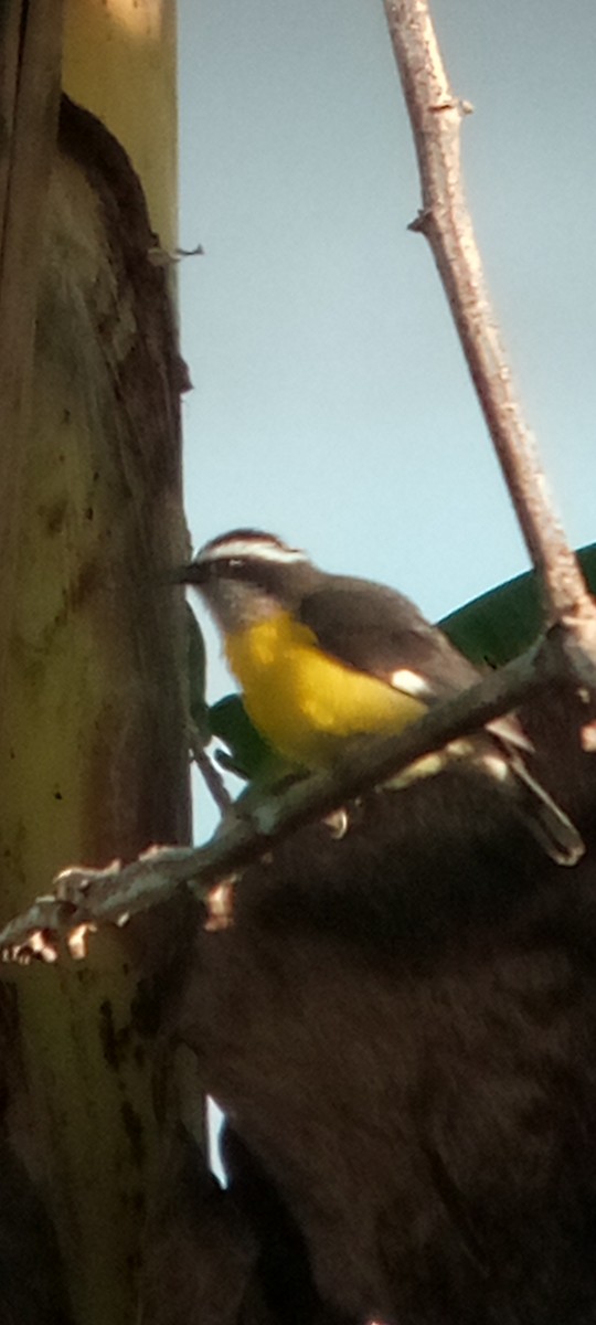 Sucrier à ventre jaune - ML645079349