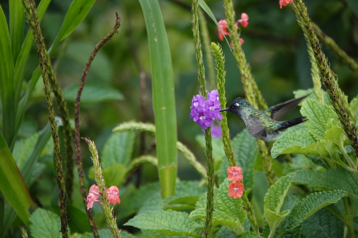 Violet-headed Hummingbird - ML645079351
