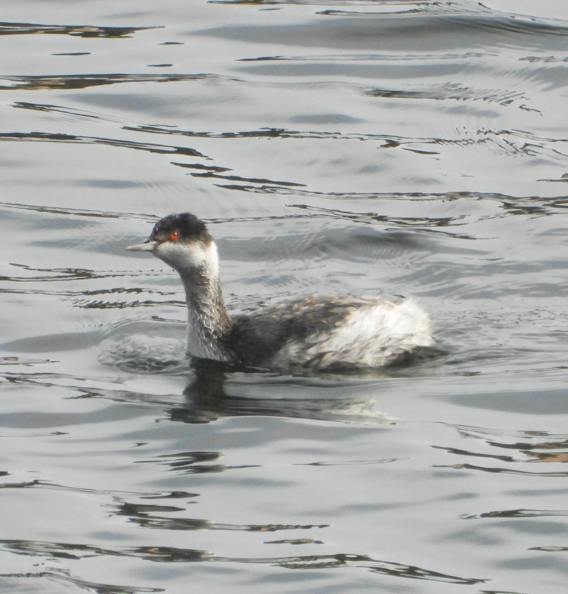 Schwarzhalstaucher - ML645079362