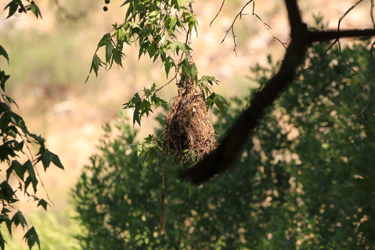 Rose-throated Becard - ML645079368