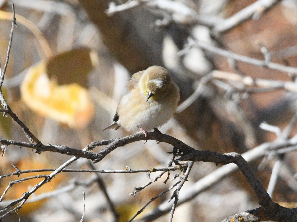 American Goldfinch - ML645079383