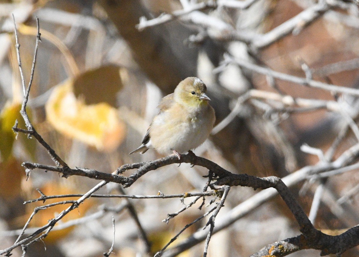 American Goldfinch - ML645079386