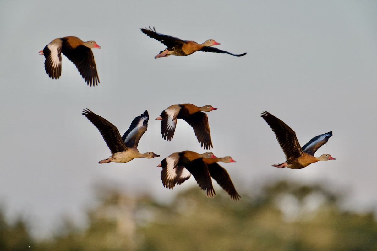 Black-bellied Whistling-Duck - ML645079418