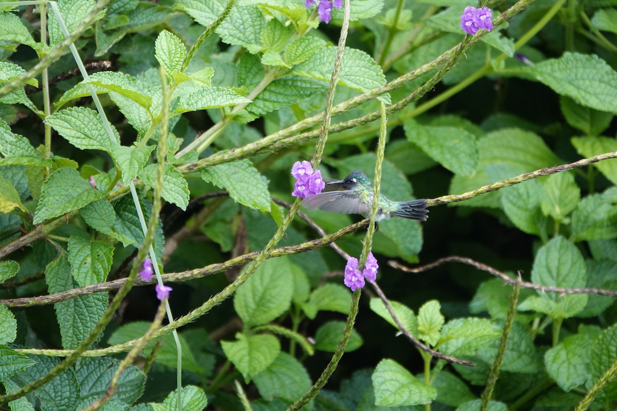 Violet-headed Hummingbird - ML645079419
