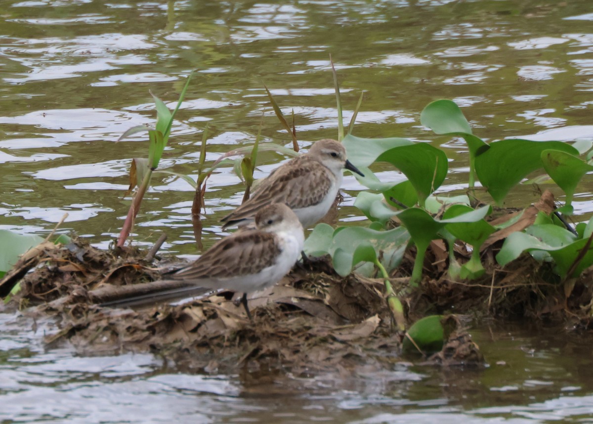 Semipalmated Sandpiper - ML645079436